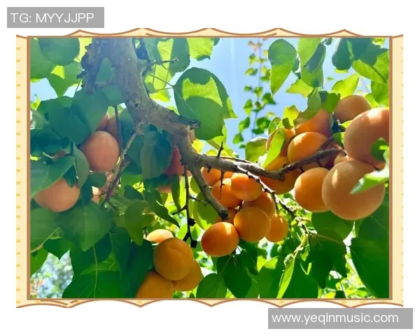 果园采摘乐趣体验：畅游丰收季节，品味自然的甘甜与欢愉